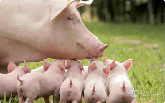 抗菌肽在斷奶仔豬生產中的應用