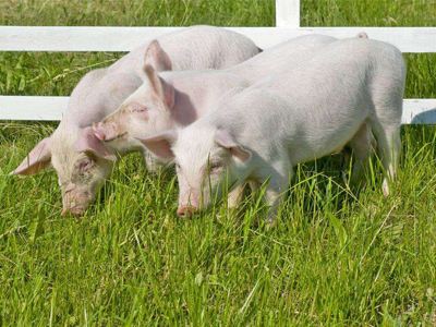 洛陽市生豬生產近期開始加快恢復步伐-生豬生產,生豬生產加快恢復