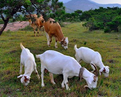 農業農村部將建設一批以肉牛肉羊為主導產業的強鎮-農業農村部將建設一批肉牛肉羊產品強鎮