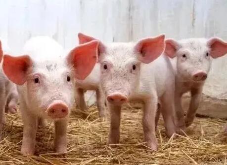 乳仔豬專用復合酶制劑用法用量說明-乳仔豬專用復合酶,復合酶制劑用法用量
